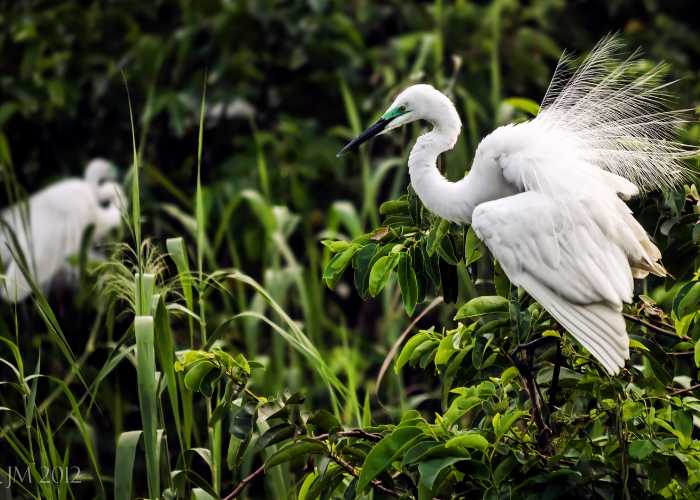 Vettakudi Bird Sanctuary