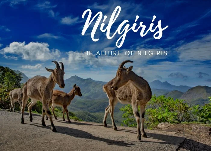 nilgiri hills tourism