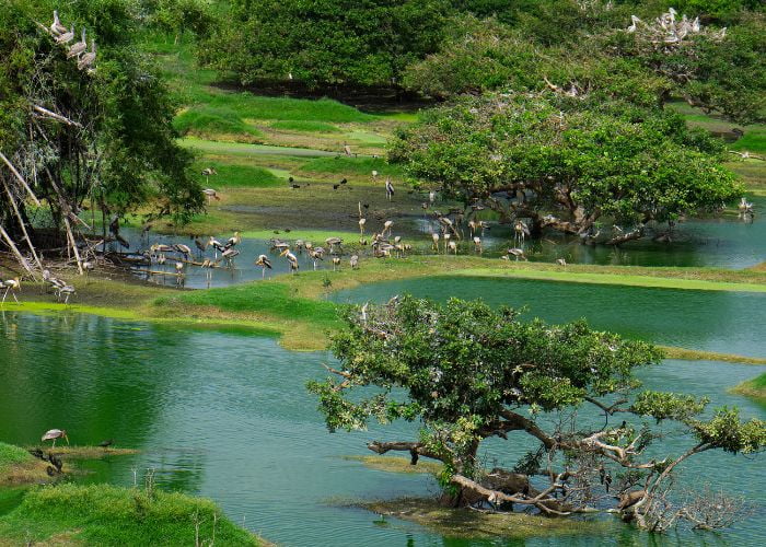 Vedanthangal Bird Sanctuary