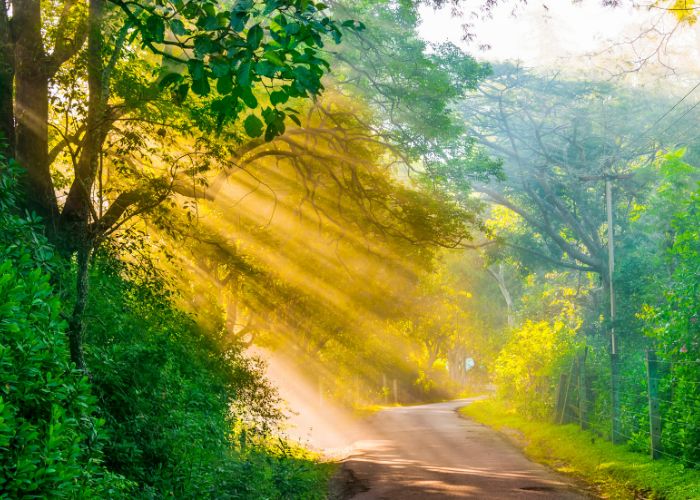 Masinagudi View Point