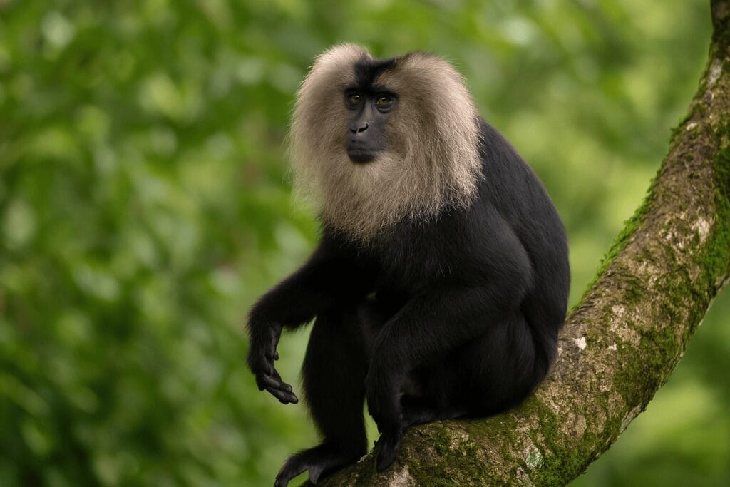 A lion-tailed macaque with a silver-grey mane sits on a mossy tree branch in Valparai, gazing intently amid a lush green forest backdrop.