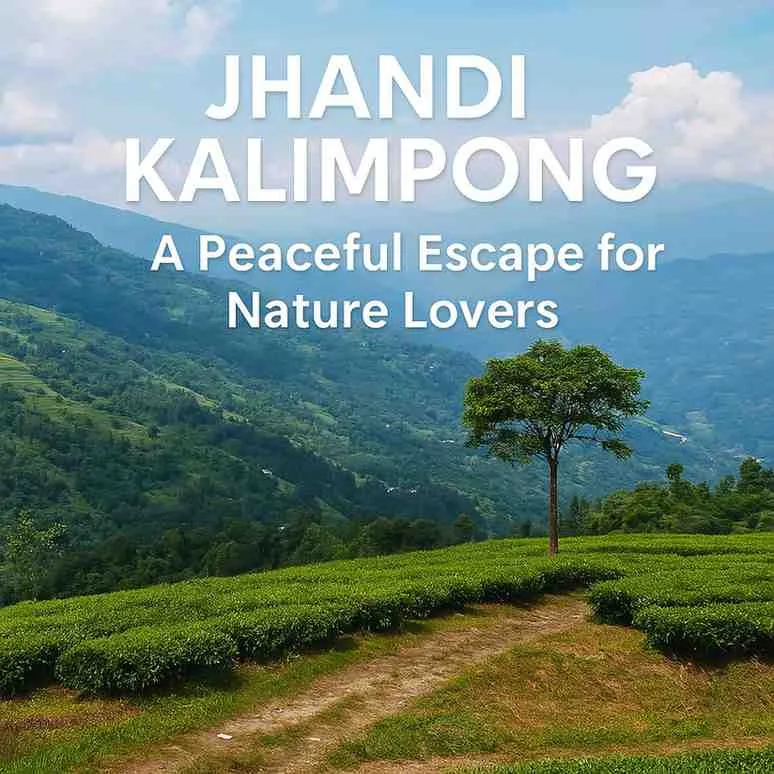 Sunrise over pine trees and tea gardens at Jhandi village near Kalimpong